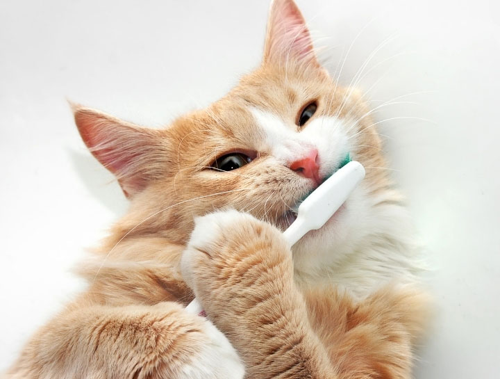 Brushing Your Pet’s Teeth